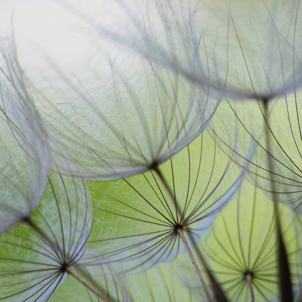 Close-up of dandelion seed with an abstract touch